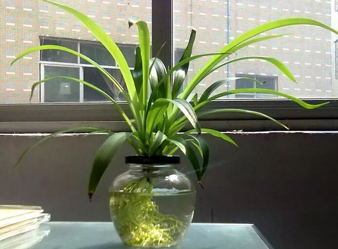 廚房擺盆它，吸油煙除異味，空氣清新身體好！ 家居 第6張