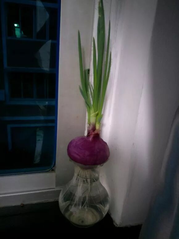 廚房擺盆它，吸油煙除異味，空氣清新身體好！ 家居 第35張