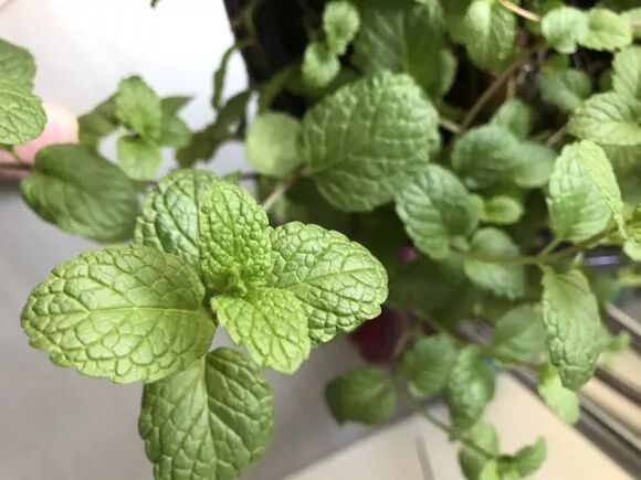 廚房擺盆它，吸油煙除異味，空氣清新身體好！ 家居 第15張