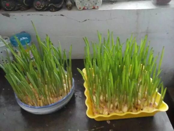 廚房擺盆它，吸油煙除異味，空氣清新身體好！ 家居 第26張