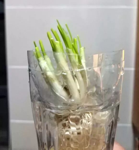 廚房擺盆它，吸油煙除異味，空氣清新身體好！ 家居 第29張