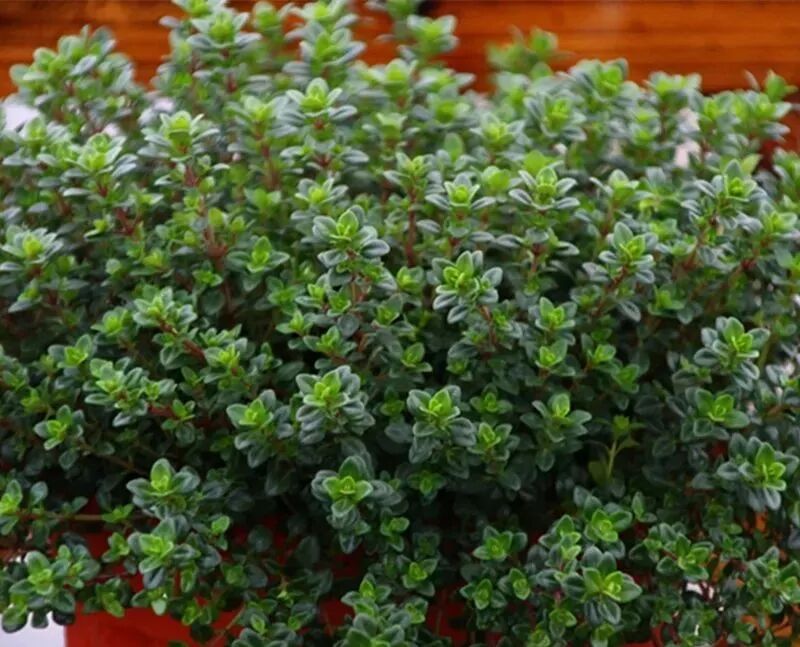 廚房擺盆它，吸油煙除異味，空氣清新身體好！ 家居 第21張