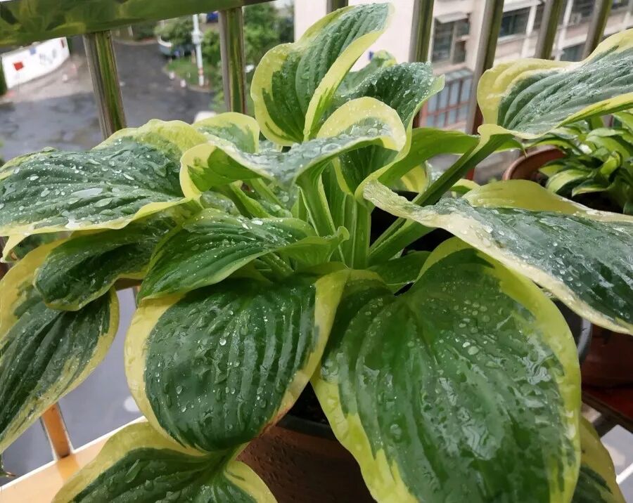 廚房擺盆它，吸油煙除異味，空氣清新身體好！ 家居 第44張