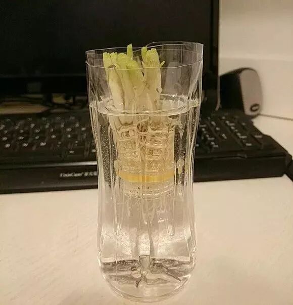 廚房擺盆它，吸油煙除異味，空氣清新身體好！ 家居 第28張