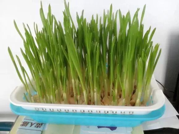 廚房擺盆它，吸油煙除異味，空氣清新身體好！ 家居 第27張