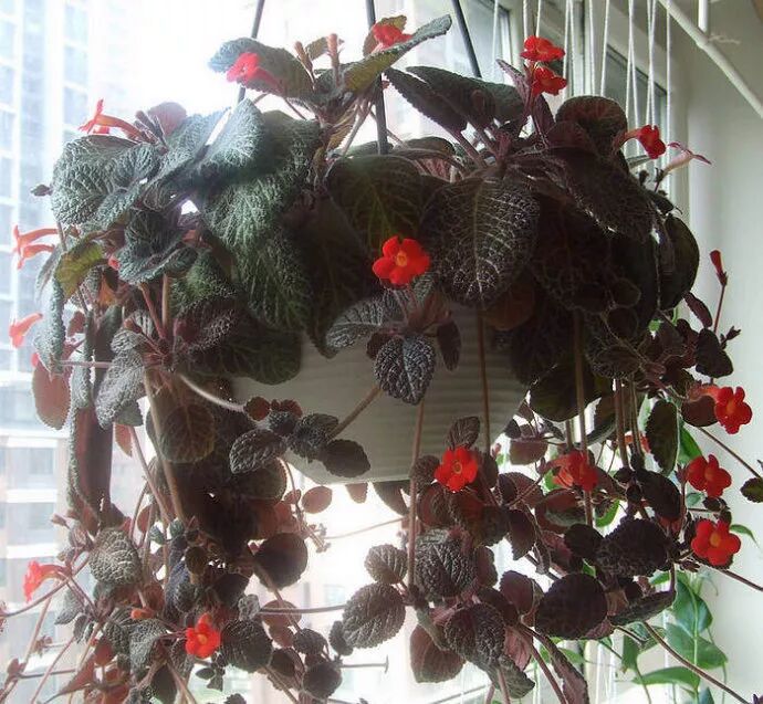 廚房擺盆它，吸油煙除異味，空氣清新身體好！ 家居 第42張