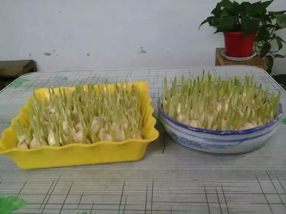 廚房擺盆它，吸油煙除異味，空氣清新身體好！ 家居 第25張