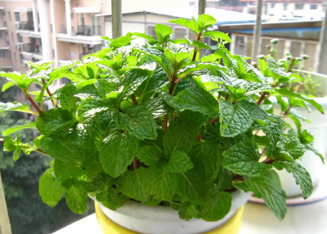 廚房擺盆它，吸油煙除異味，空氣清新身體好！ 家居 第16張