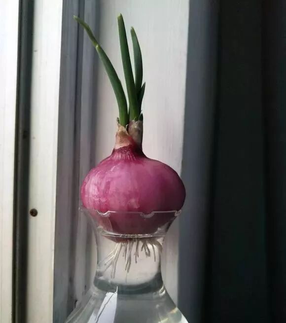 廚房擺盆它，吸油煙除異味，空氣清新身體好！ 家居 第34張