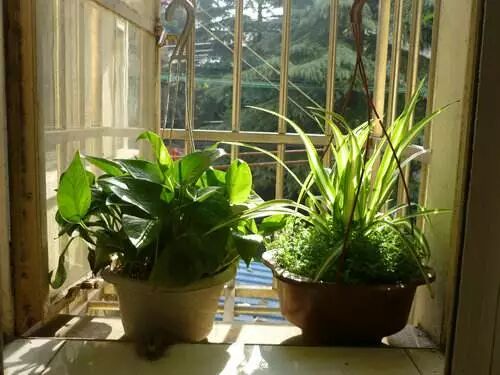 廚房擺盆它，吸油煙除異味，空氣清新身體好！ 家居 第13張