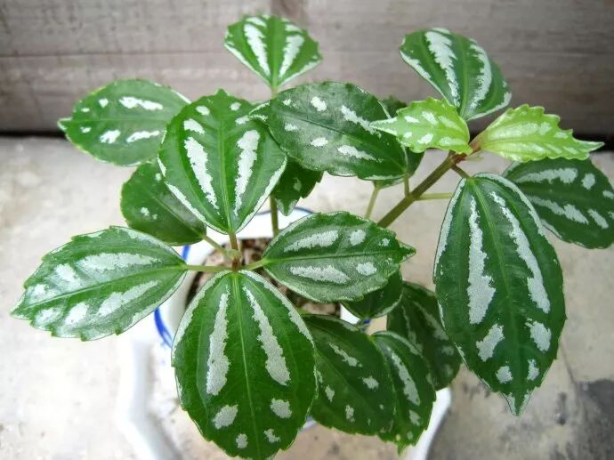 廚房擺盆它，吸油煙除異味，空氣清新身體好！ 家居 第8張