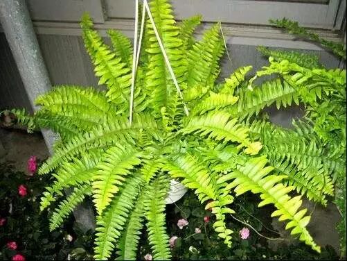 廚房擺盆它，吸油煙除異味，空氣清新身體好！ 家居 第9張