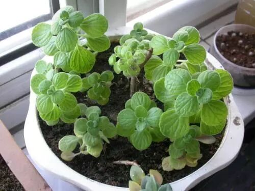 廚房擺盆它，吸油煙除異味，空氣清新身體好！ 家居 第20張