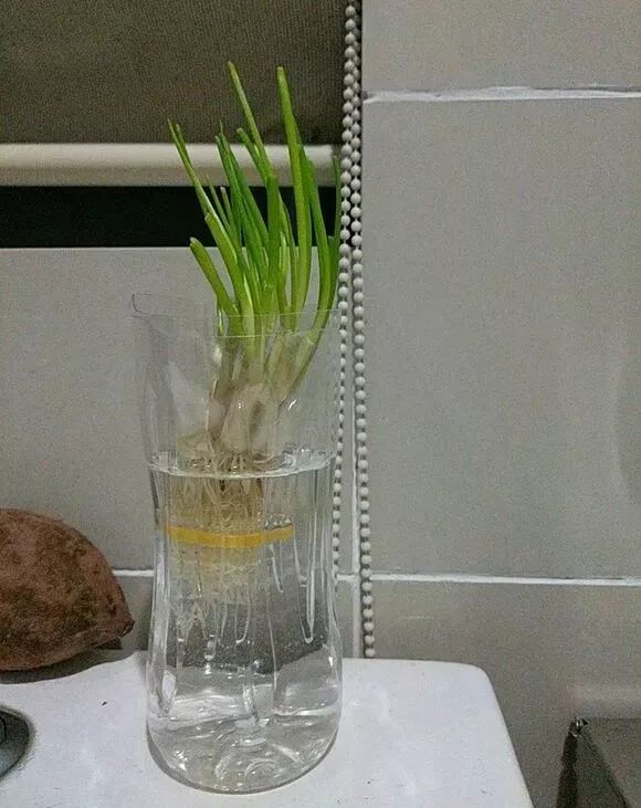 廚房擺盆它，吸油煙除異味，空氣清新身體好！ 家居 第30張