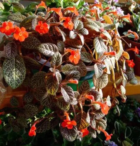 廚房擺盆它，吸油煙除異味，空氣清新身體好！ 家居 第41張