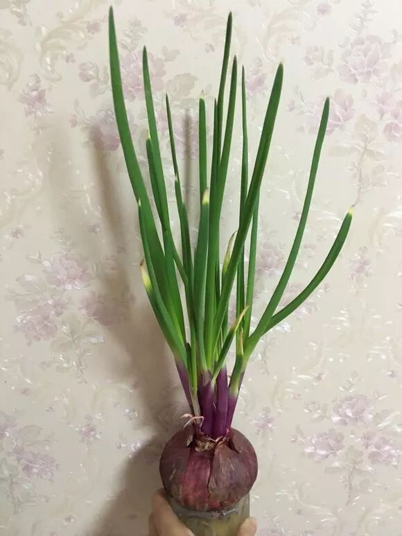 廚房擺盆它，吸油煙除異味，空氣清新身體好！ 家居 第36張