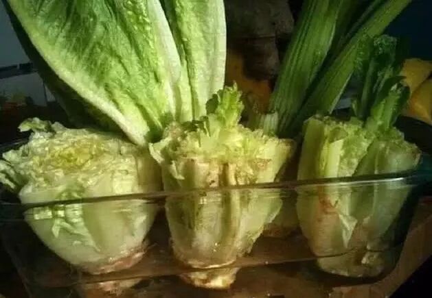 廚房擺盆它，吸油煙除異味，空氣清新身體好！ 家居 第32張