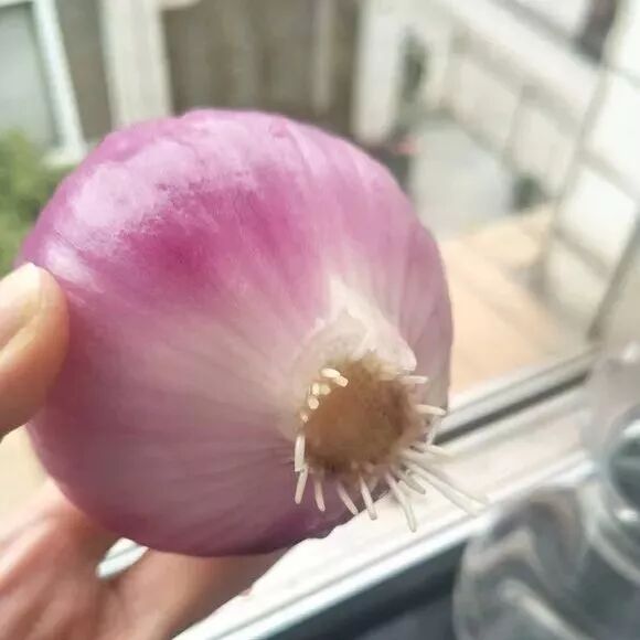 廚房擺盆它，吸油煙除異味，空氣清新身體好！ 家居 第33張