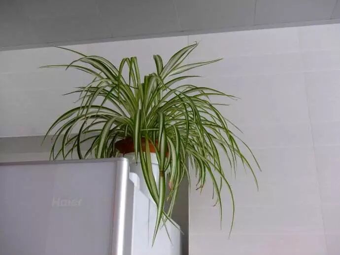 廚房擺盆它，吸油煙除異味，空氣清新身體好！ 家居 第5張