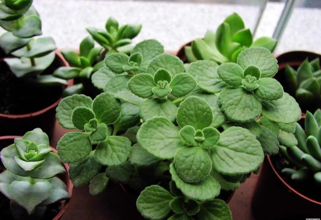 廚房擺盆它，吸油煙除異味，空氣清新身體好！ 家居 第19張