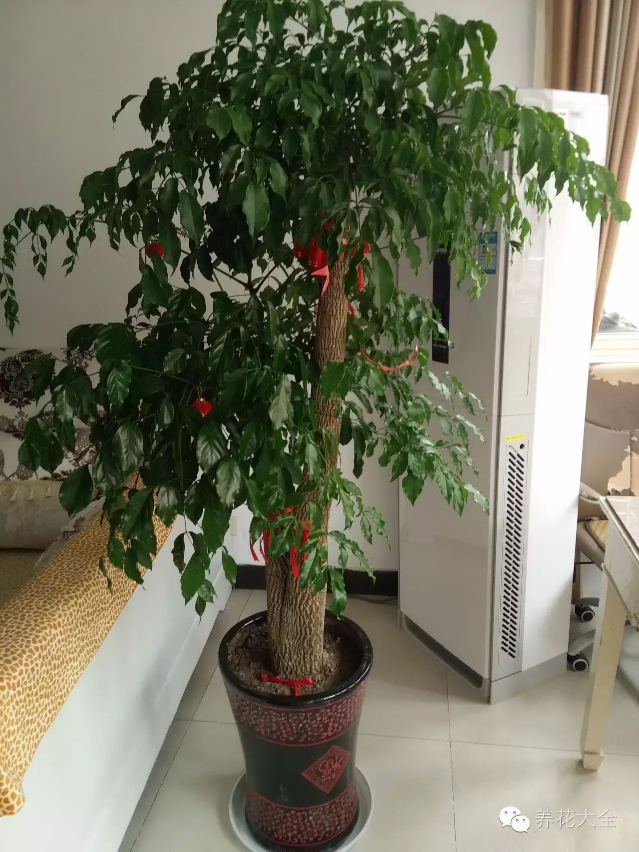 知识幸福树不修剪怎么能幸福呢