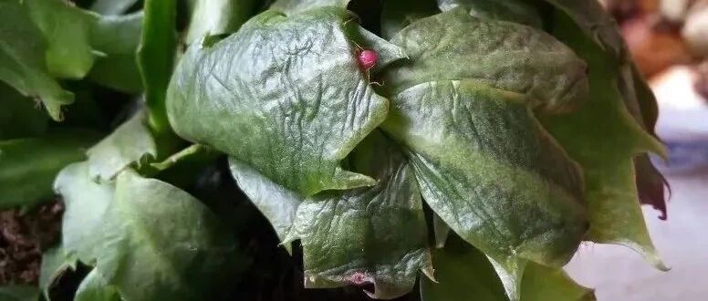 大降温来了，10种花容易冻死，快点救！