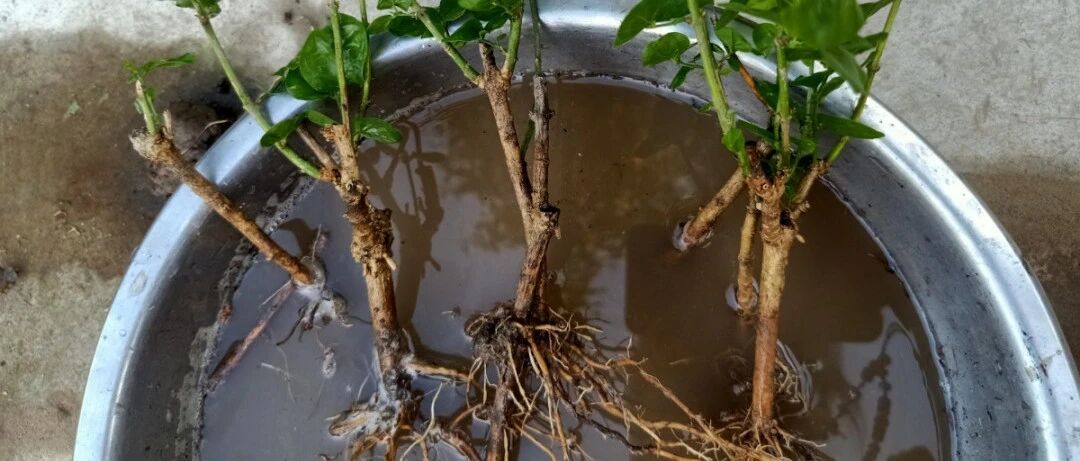 这花不能换盆，小心一换就死，白养了