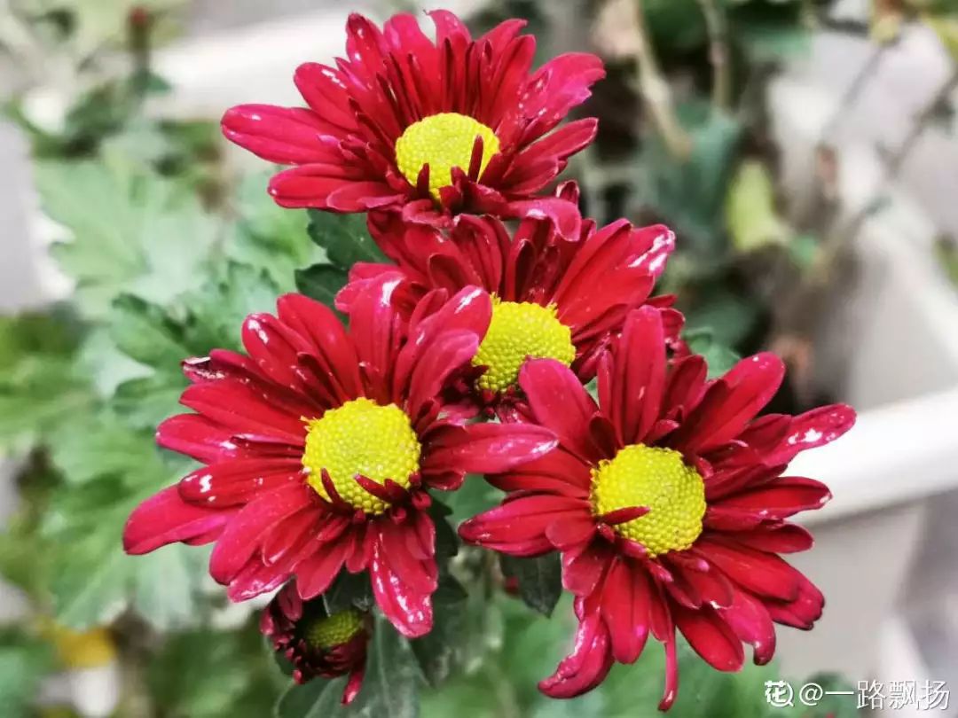 养花花草草是一种修行