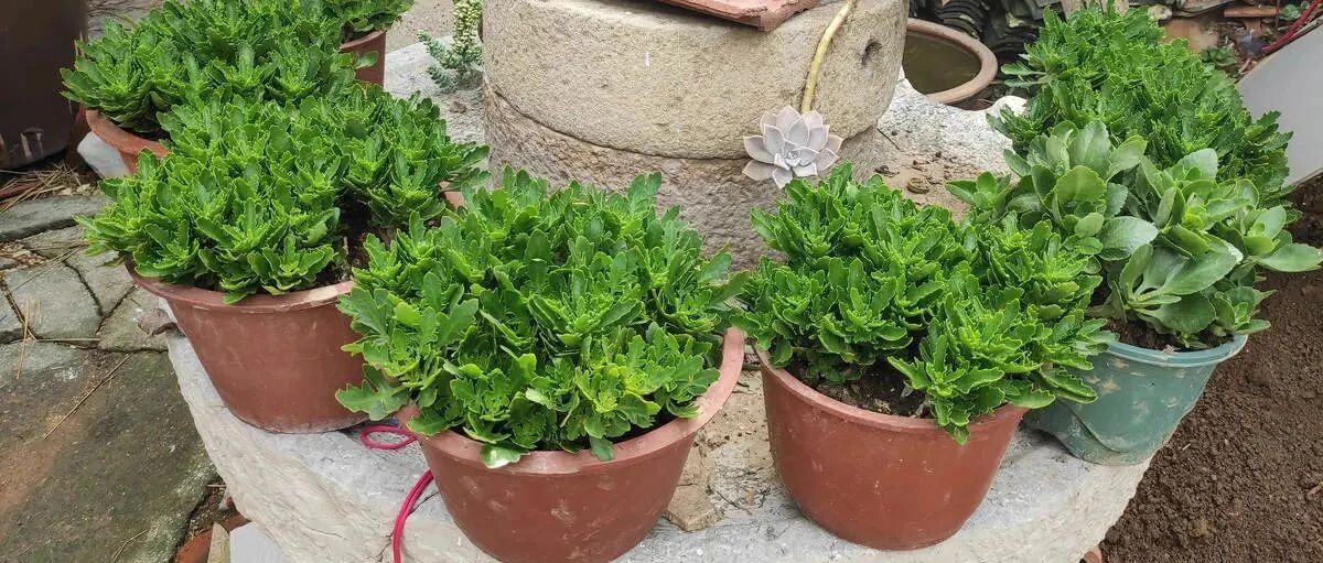 入秋一盆水，休眠的花“醒了”，猛长大花苞