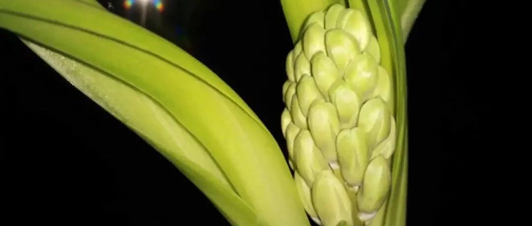 20种花，冬天再不养，就要“过期”了！