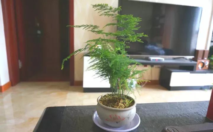 能吸甲醛油煙的20種植物，新家必備！ 生活 第34張