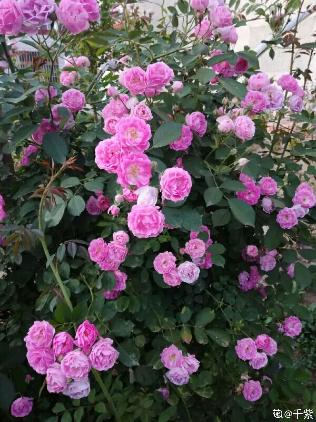 开春必养这种花 半年爬满墙 开花1000朵 生活家 生活资讯 生活315 生活指南 生活品位 微信头条新闻公众号文章收集网