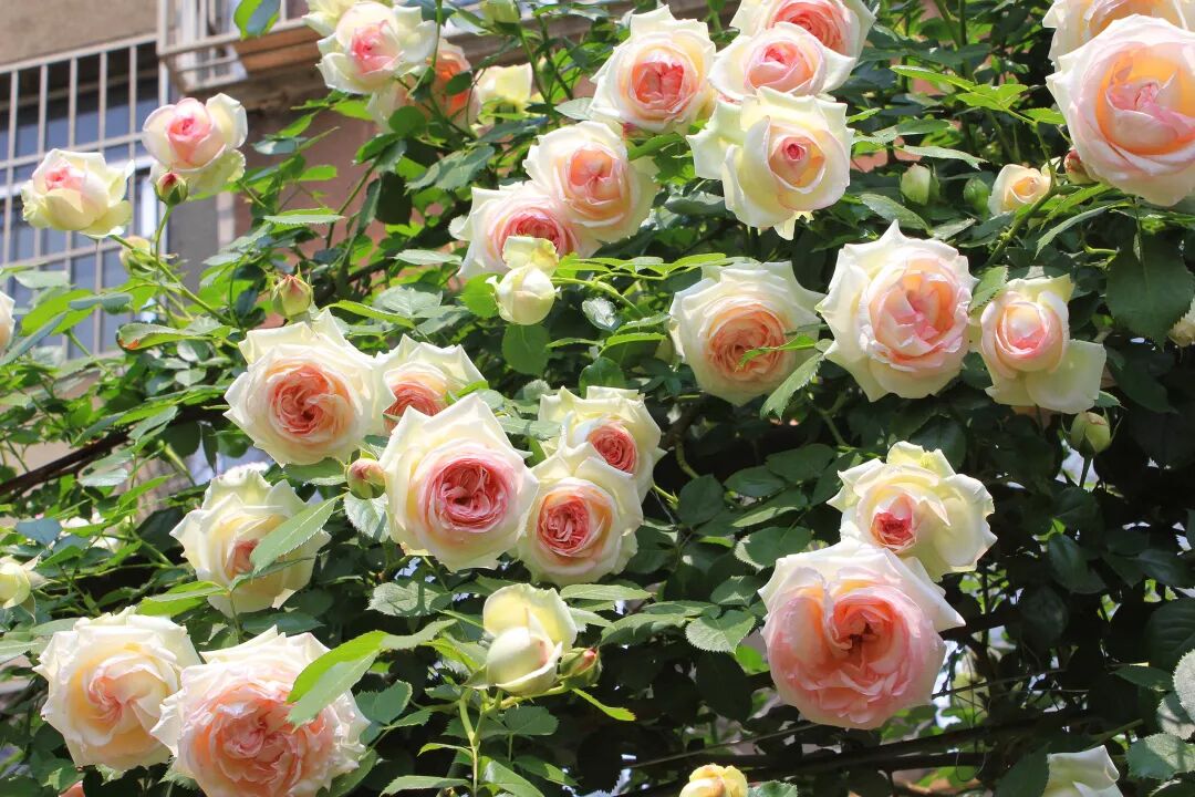 开春必养这种花 半年爬满墙 开花1000朵 生活家 生活资讯 生活315 生活指南 生活品位 微信头条新闻公众号文章收集网