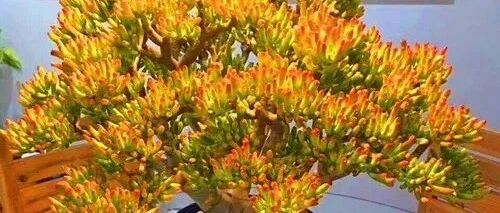 客厅养“好树”，子孙一直富！