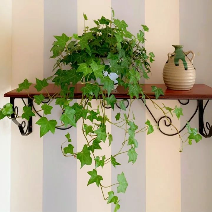 10种高颜值花超级耐阴，特别适合室内养！