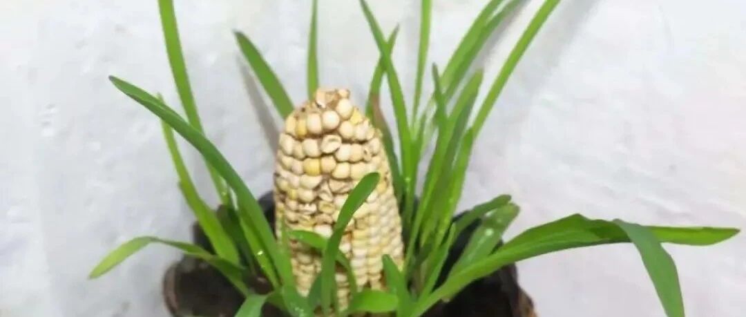 玉米棒子插盆里，7天冒出小森林，比绿萝吊兰好看