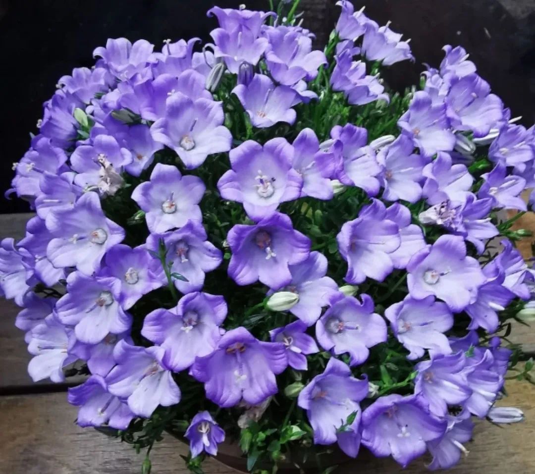 冬天最好养的花，皮实不娇气，开花易爆盆，养不活你找我