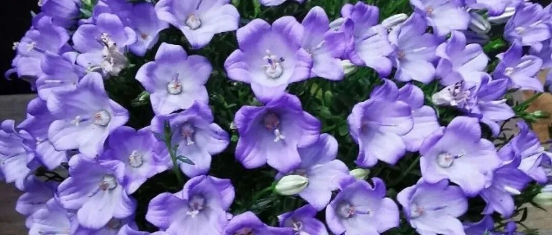 冬天最好养的花，皮实不娇气，开花易爆盆，养不活你找我