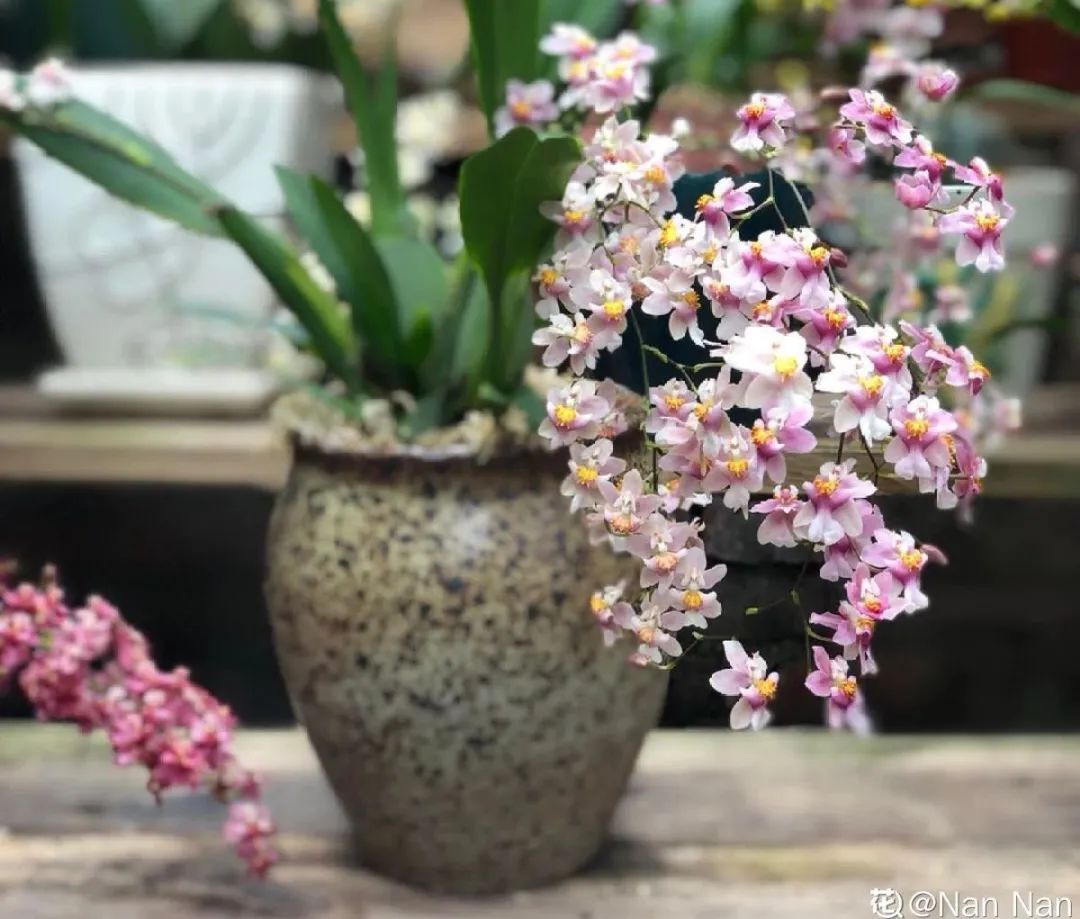 冬天最好养的花，皮实不娇气，开花易爆盆，养不活你找我