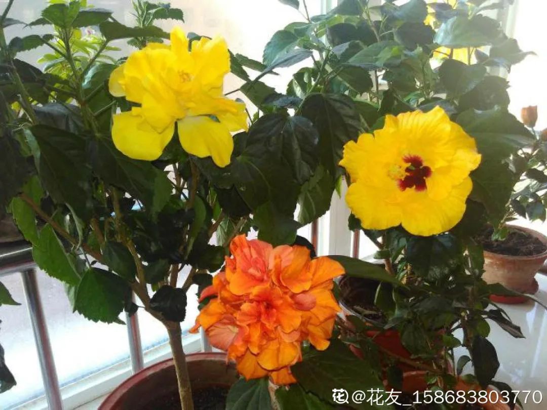 冬天最好养的花，皮实不娇气，开花易爆盆，养不活你找我