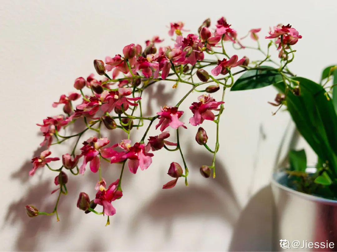 冬天最好养的花，皮实不娇气，开花易爆盆，养不活你找我