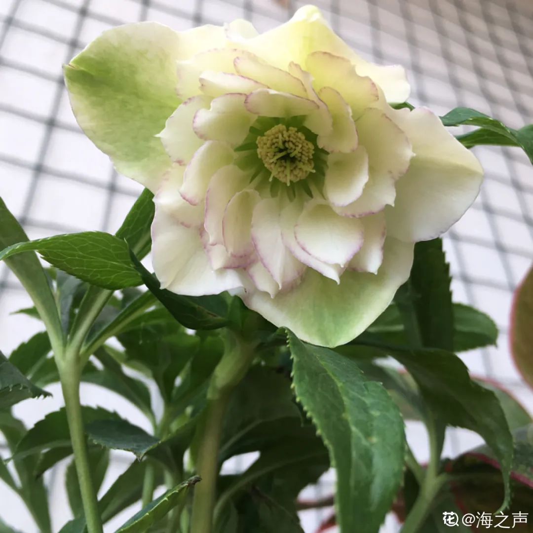 冬天最好养的花，皮实不娇气，开花易爆盆，养不活你找我