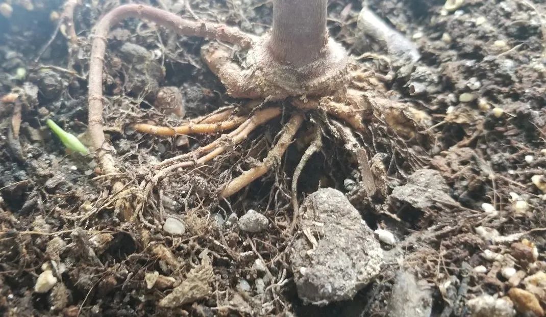 冬天最好养的花，皮实不娇气，开花易爆盆，养不活你找我