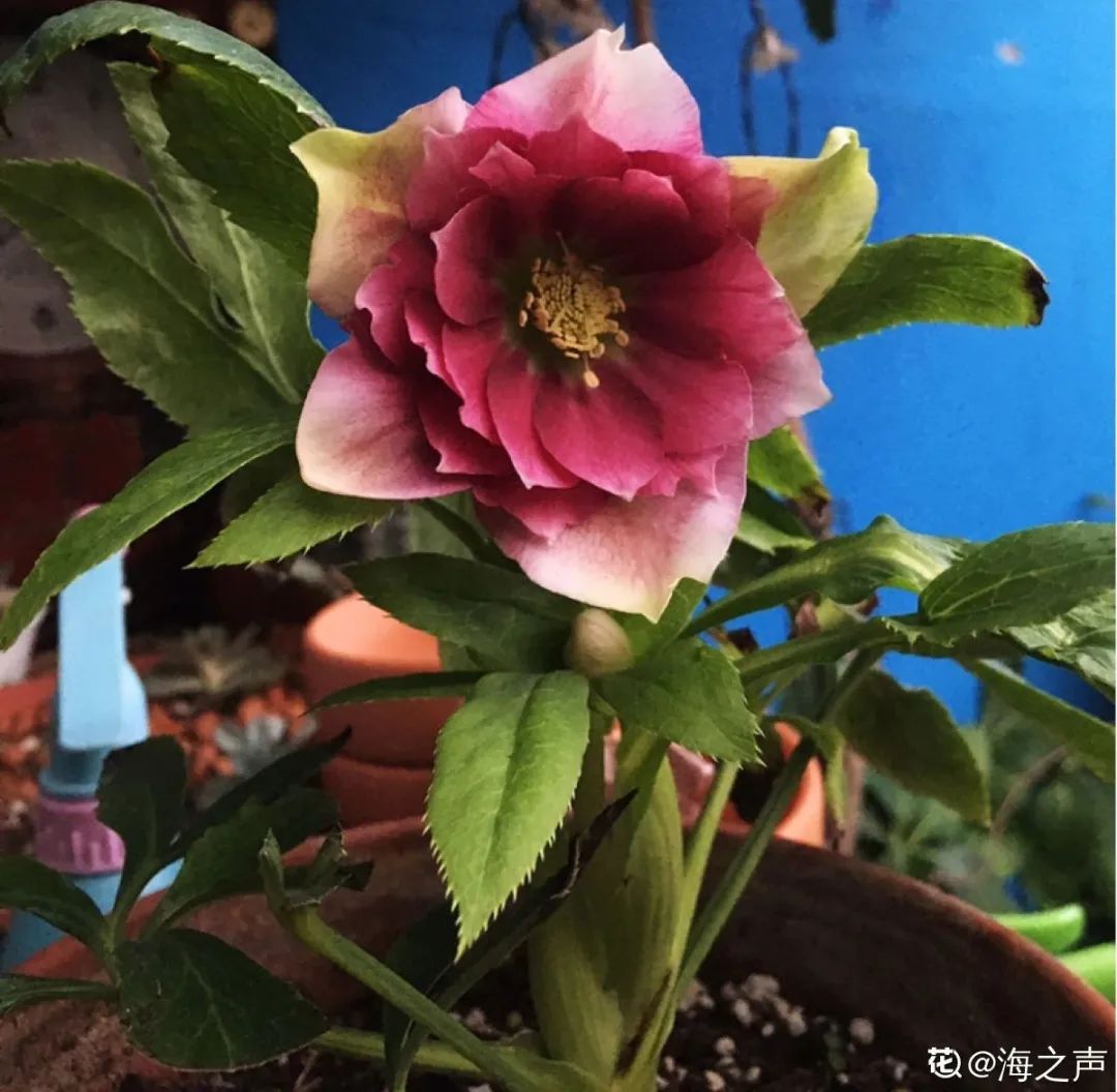 冬天最好养的花，皮实不娇气，开花易爆盆，养不活你找我