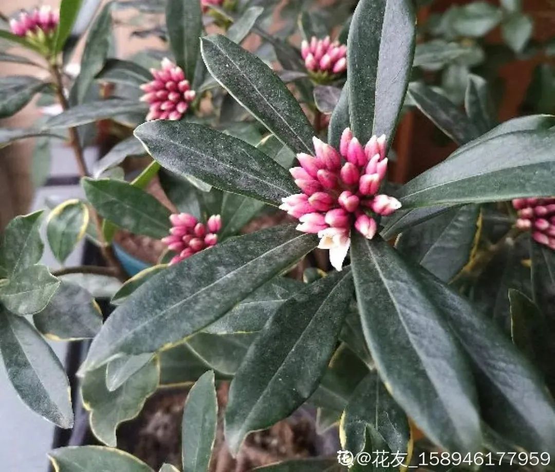 冬天最好养的花，皮实不娇气，开花易爆盆，养不活你找我