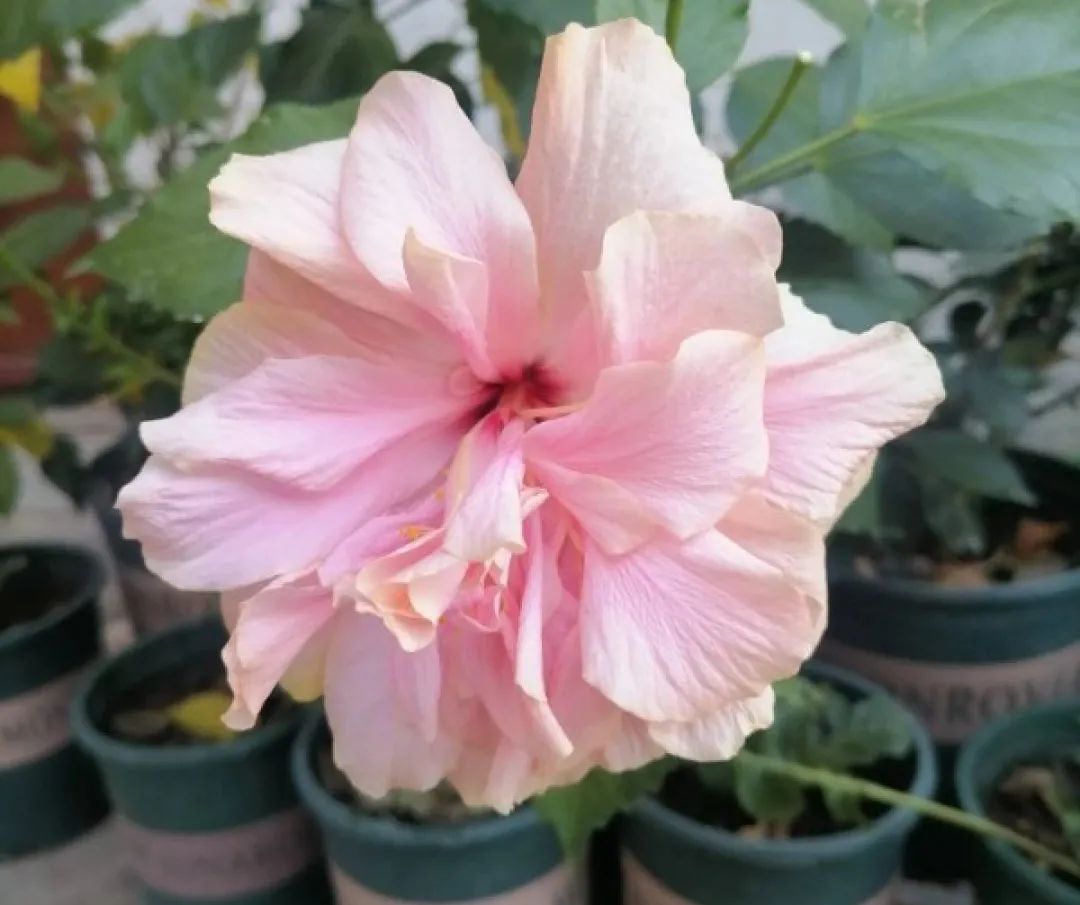 冬天最好养的花，皮实不娇气，开花易爆盆，养不活你找我