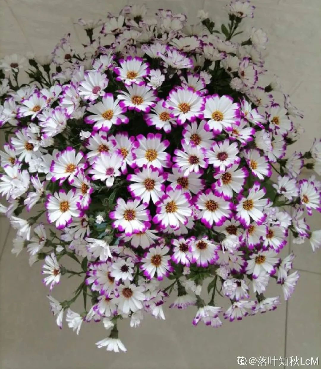 冬天最好养的花，皮实不娇气，开花易爆盆，养不活你找我