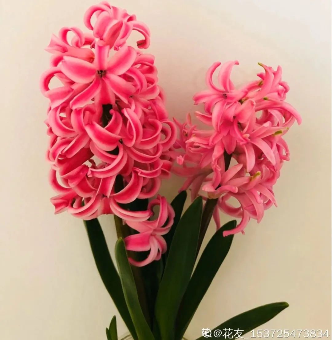 冬天最好养的花，皮实不娇气，开花易爆盆，养不活你找我