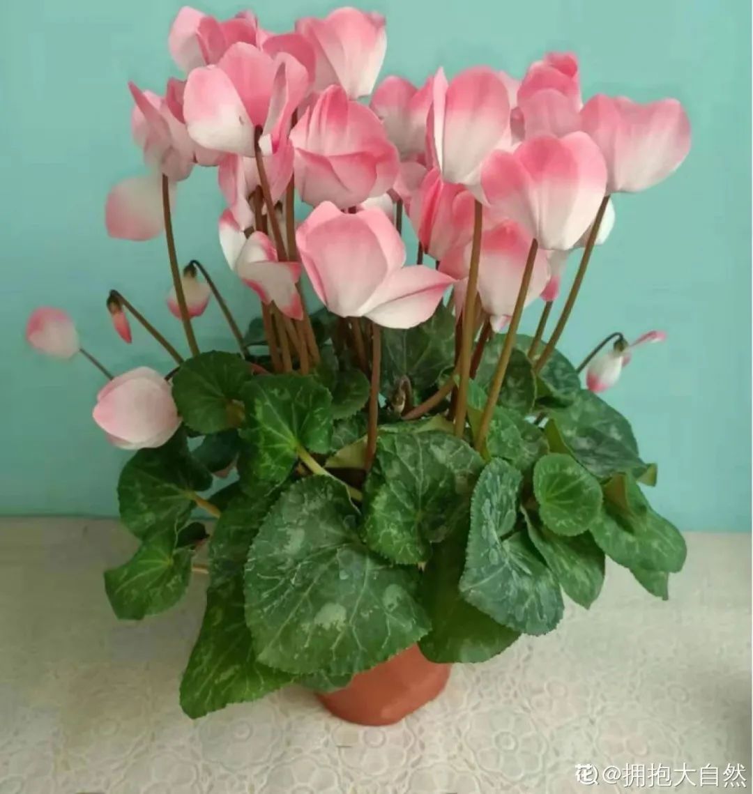 冬天最好养的花，皮实不娇气，开花易爆盆，养不活你找我