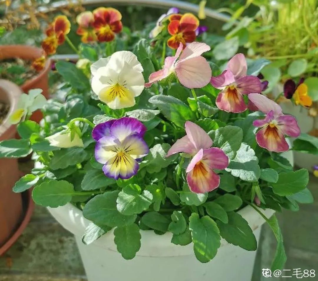冬天最好养的花，皮实不娇气，开花易爆盆，养不活你找我